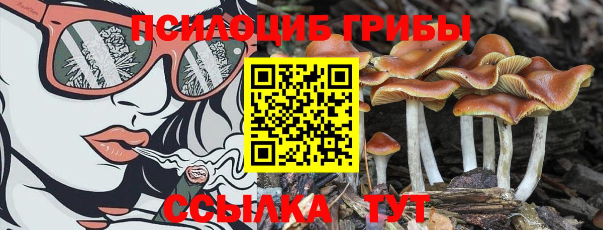Вятские Поляны  Псилоцибиновые грибы мицелий  Псилоцибиновые грибы Psilocybine cubensis  Вход с VPN 